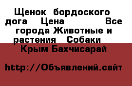 Щенок  бордоского  дога. › Цена ­ 60 000 - Все города Животные и растения » Собаки   . Крым,Бахчисарай